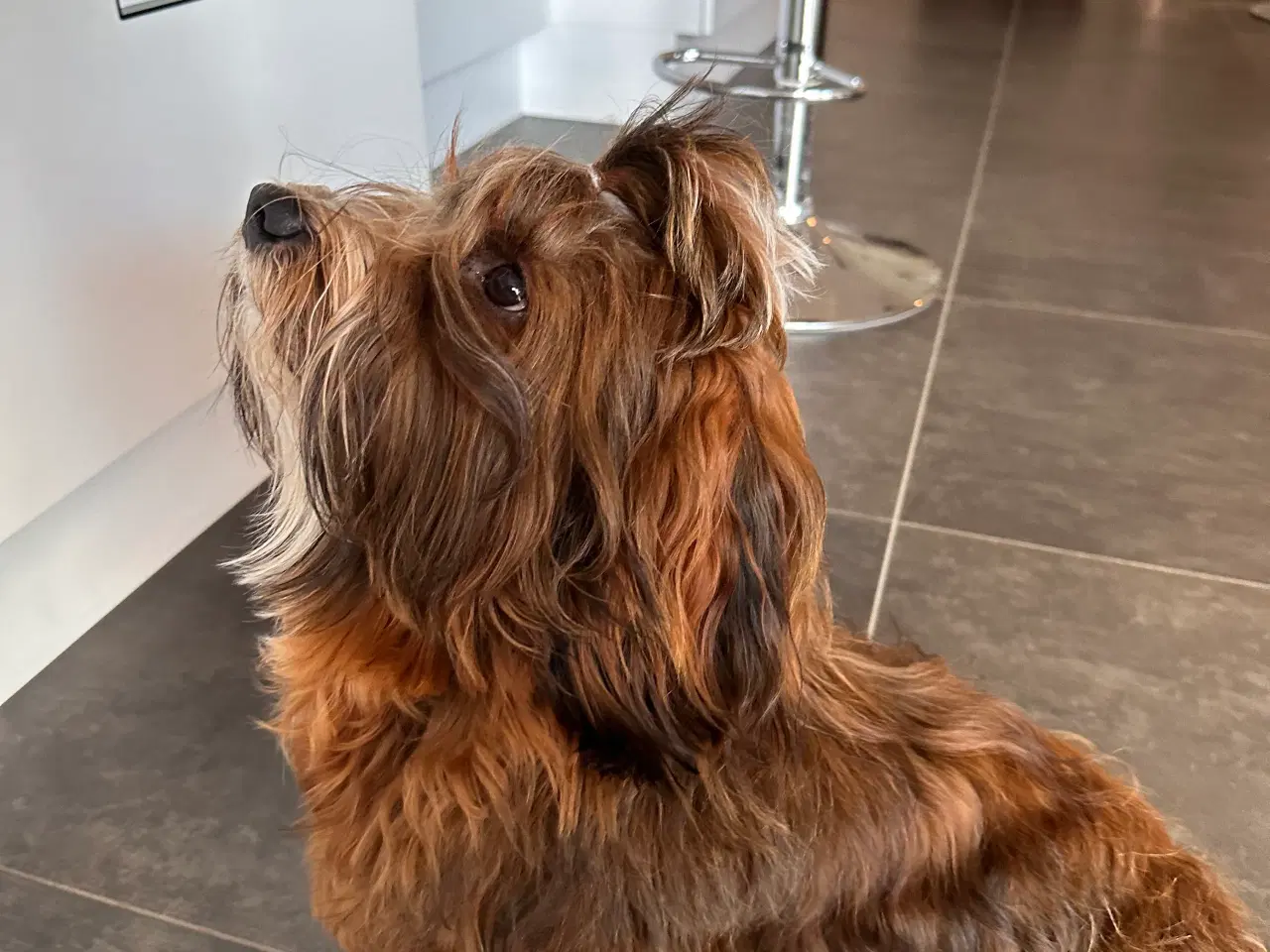 Billede 4 - Han hund tilbydes til avl