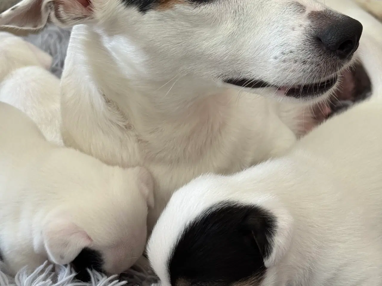 Billede 3 - Jack Russell hvalpe – klar til nye kærlige hjem fr