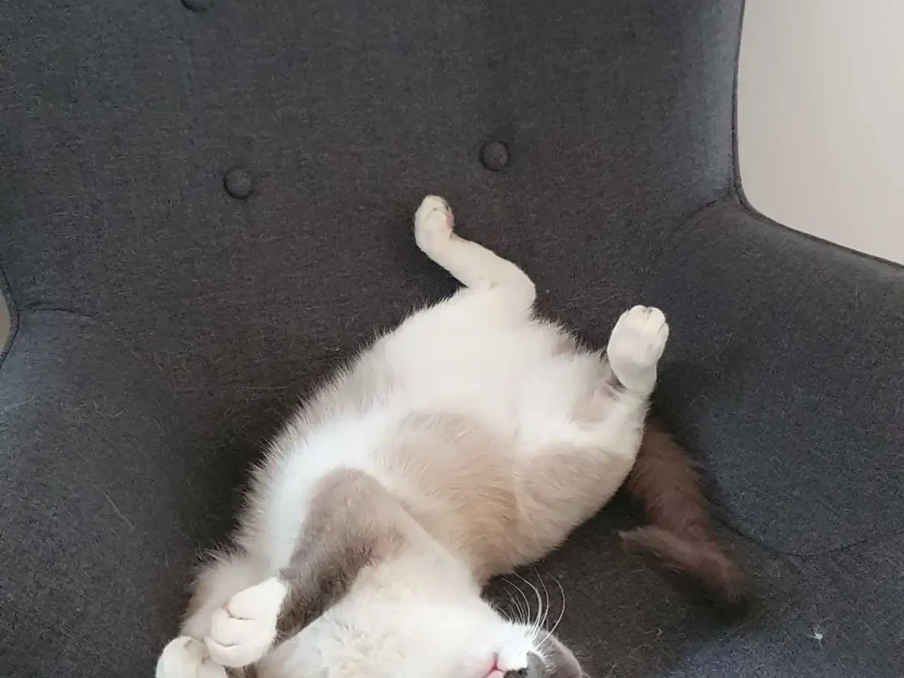 Billede 10 - Ragdoll / Hellig Birma / blanding