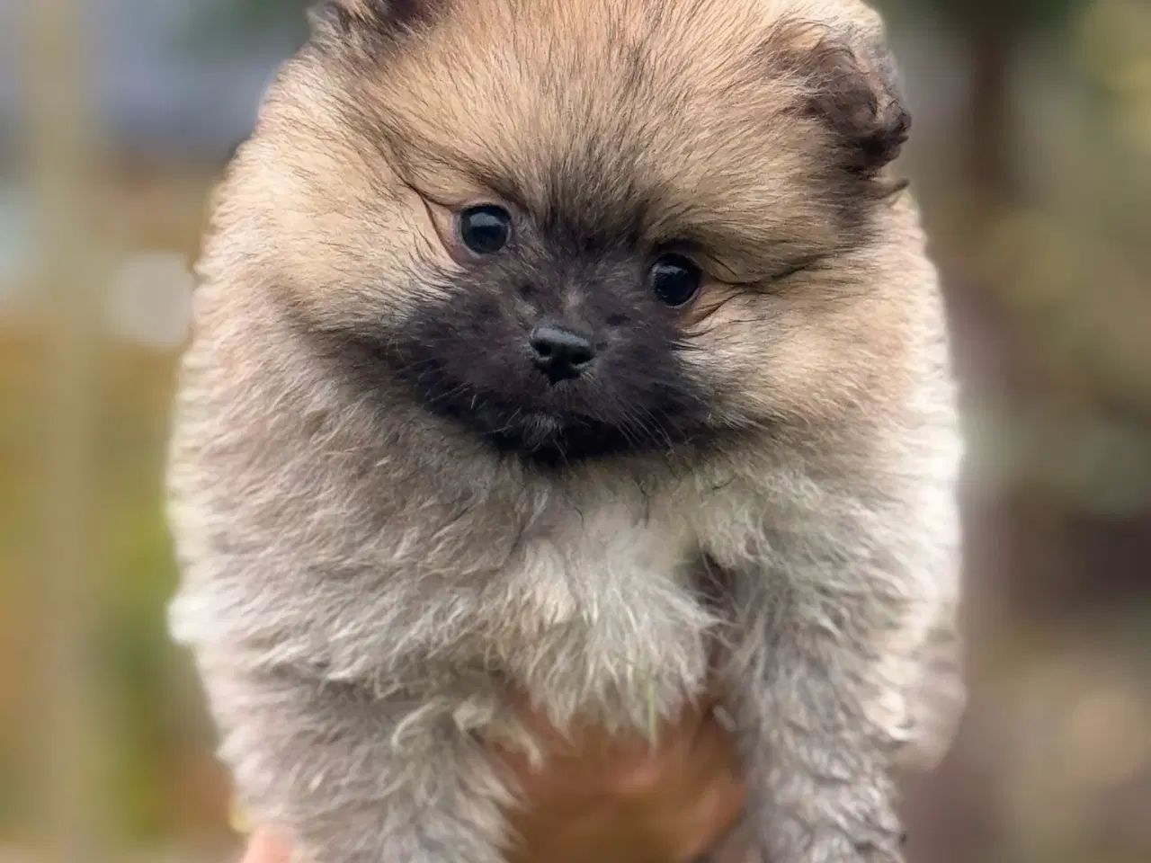 Billede 3 - Pomeranian hvalp, en dreng, 8 uger.