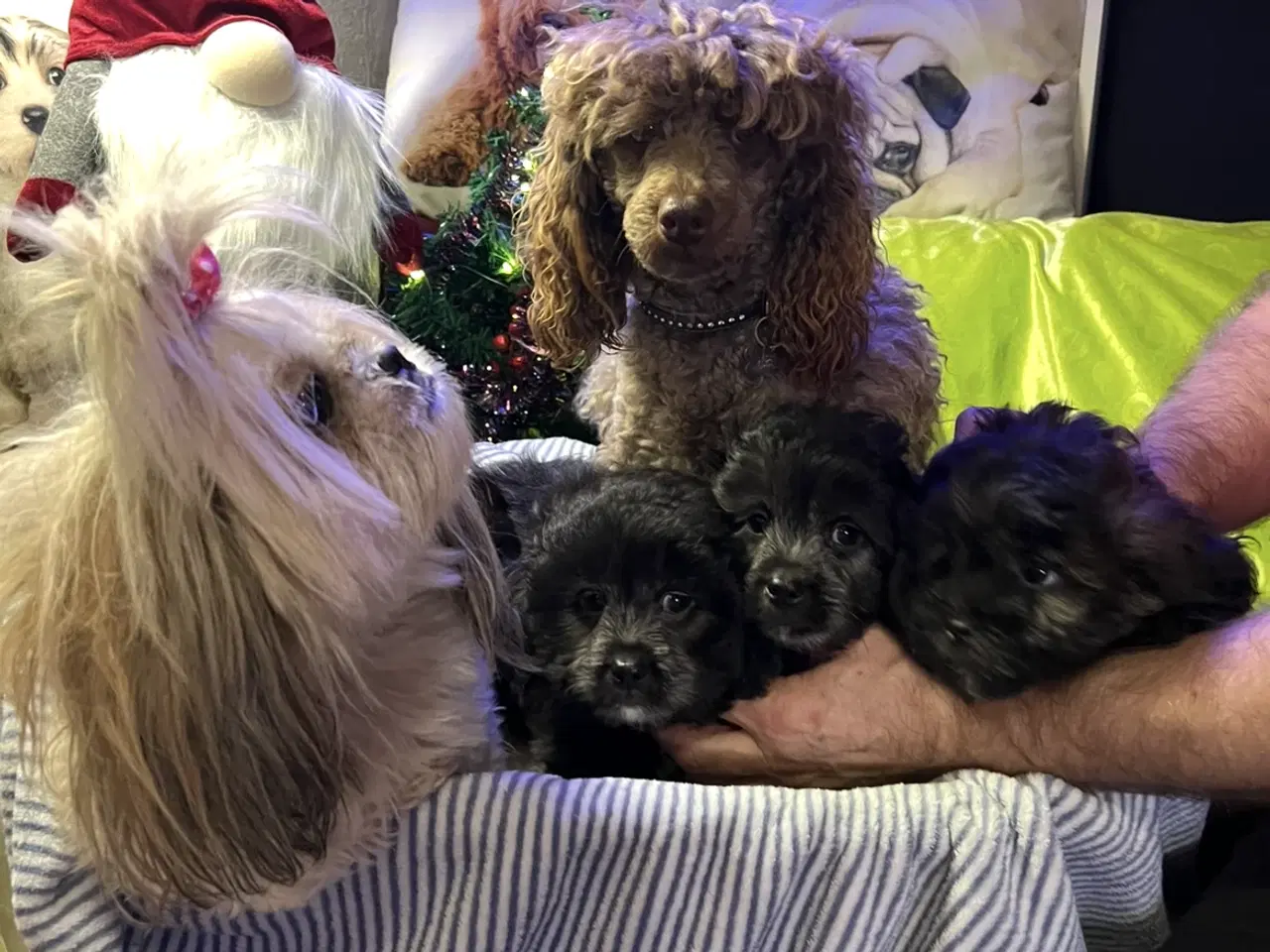 Billede 1 - 3 shipoo hanner