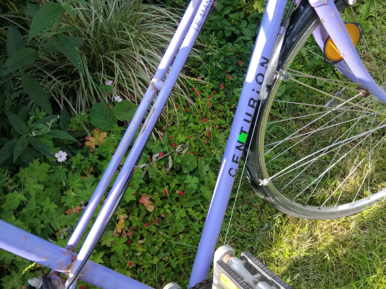 Billede 5 - Centurion mixte 
