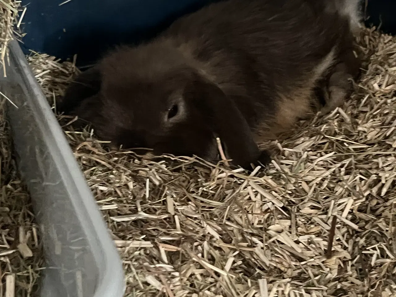 Billede 2 - Sød Minilop Kanin