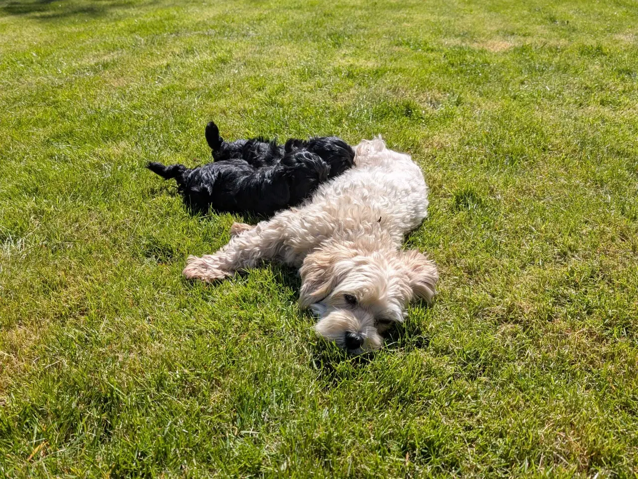 Billede 6 - Rumle og børste - Maltipoo
