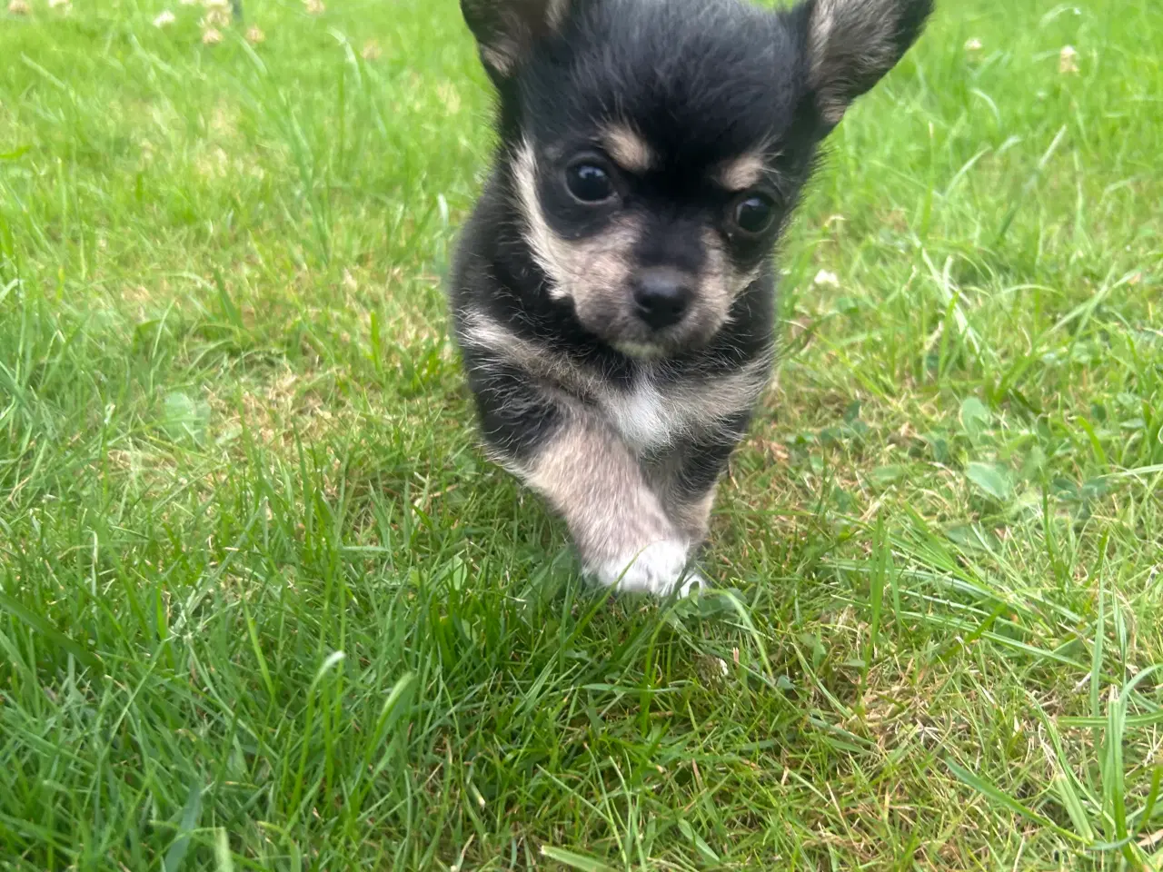 Billede 2 - Chihuahua/yorkshire terrier