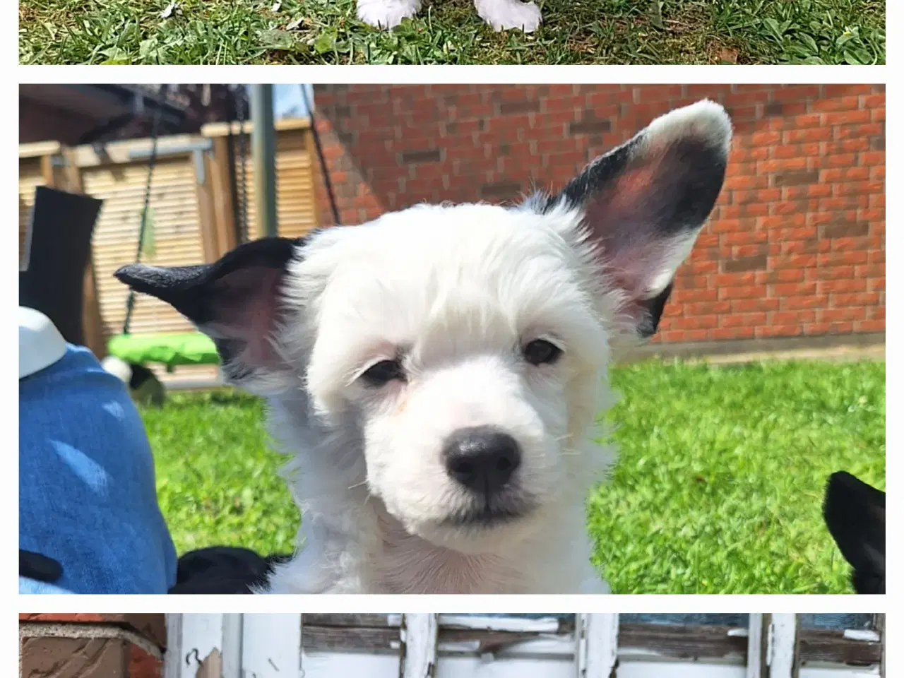 Billede 1 - Chinese Crested/Powder puff med DKK stambog