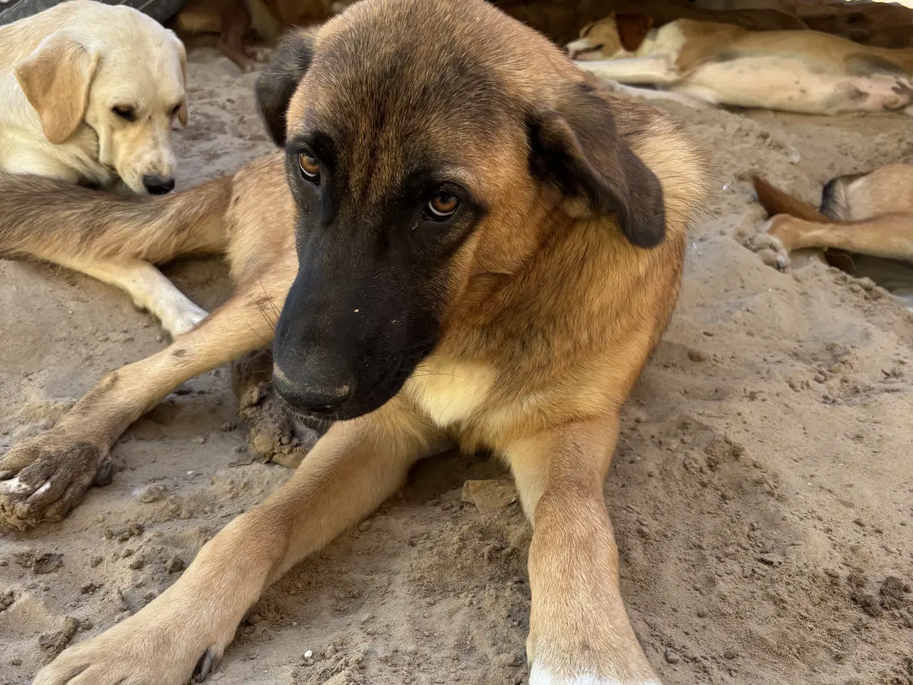 Billede 4 - Toby søger familie! 🩵