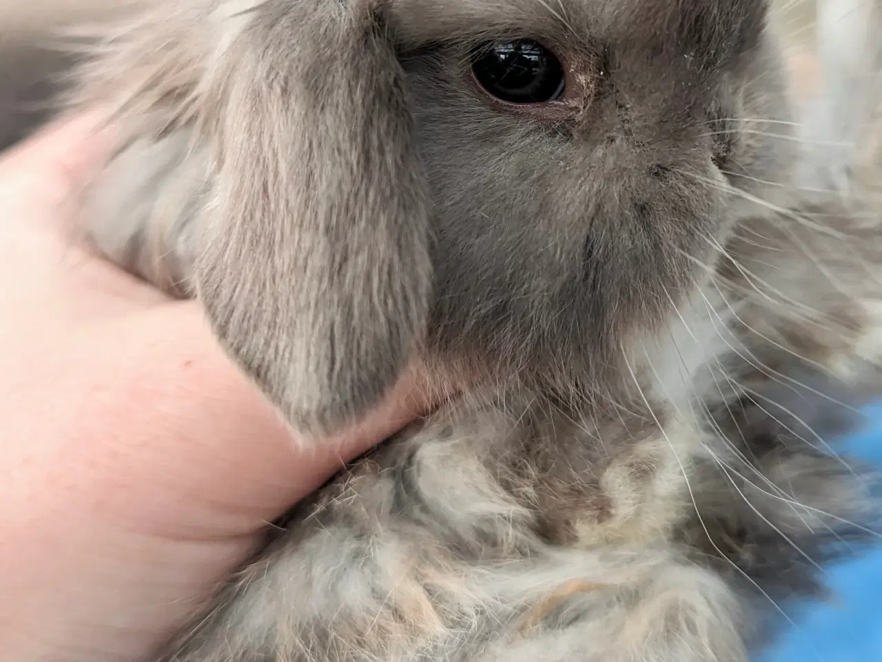 Billede 3 - Minilop kaninunge sælges 