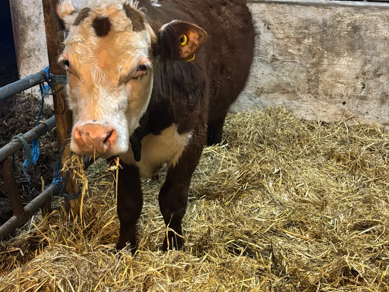 Billede 4 - Hereford tyr 