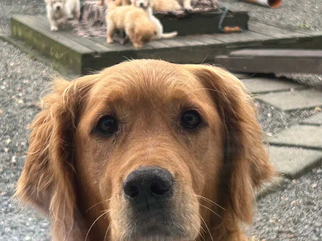 Billede 2 - Golden Retriever 