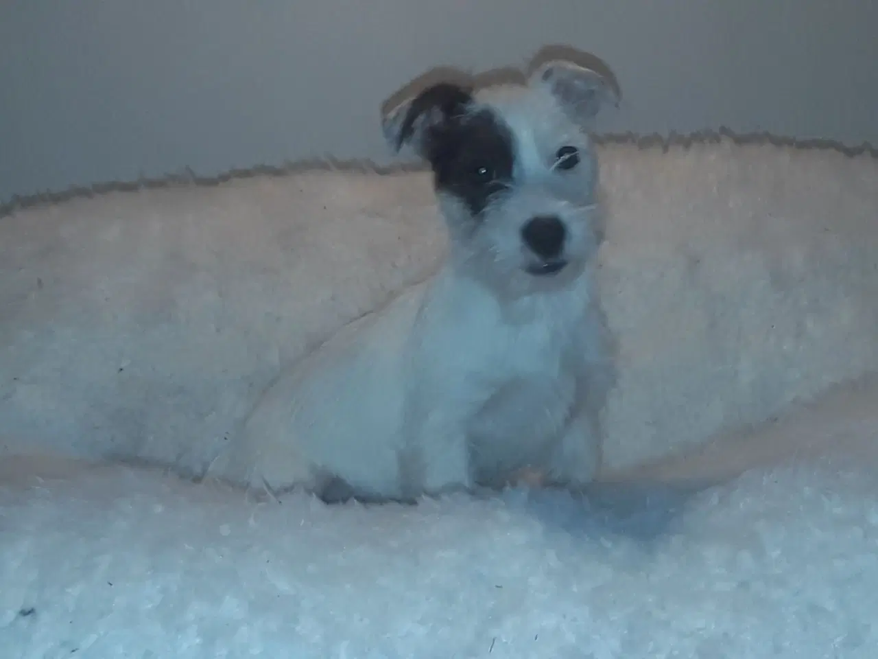 Billede 4 - ( kort beten type ) Jack Russel terrier