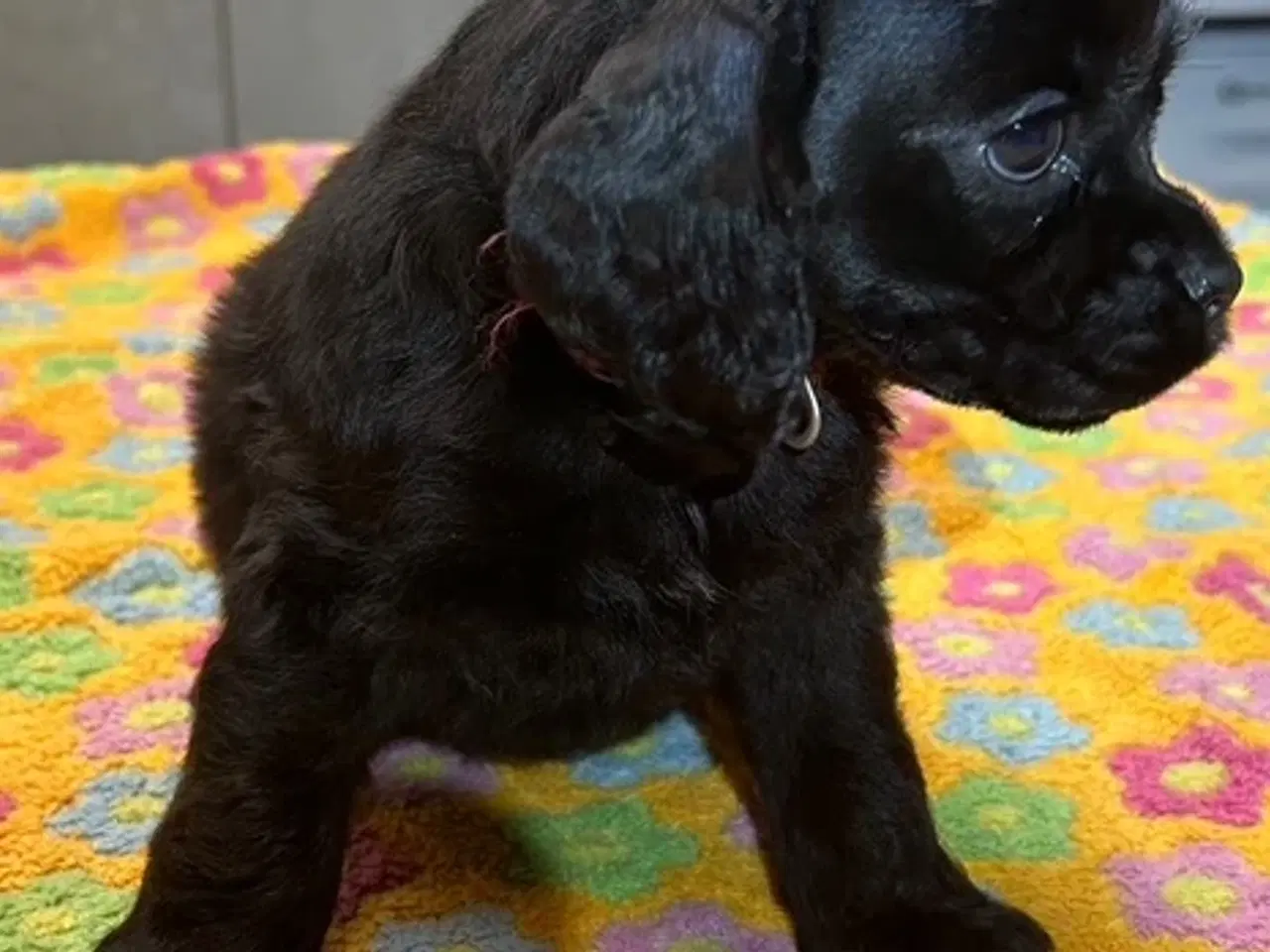 Billede 8 - Amerikansk Cocker hvalpe