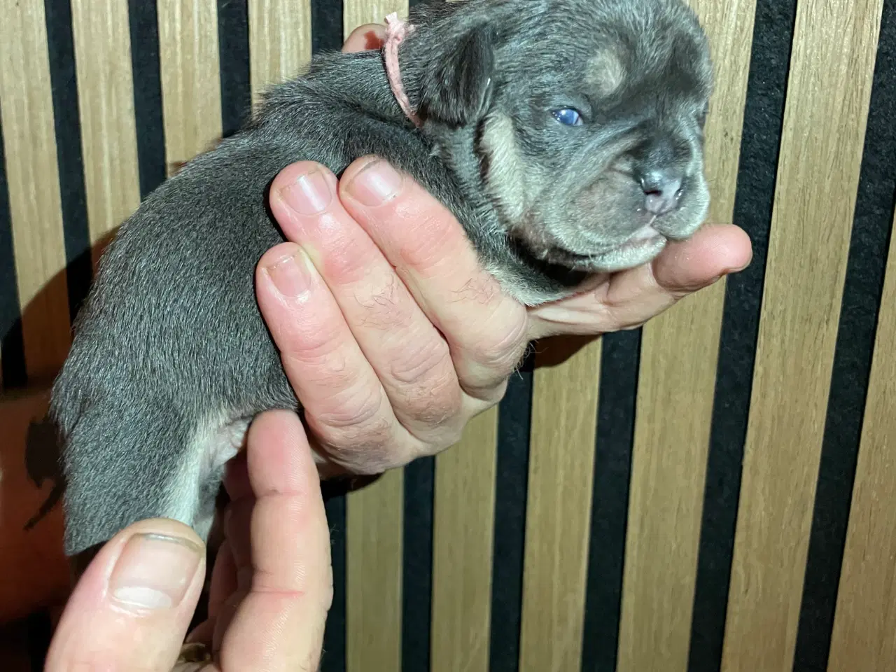 Billede 2 - New english bulldog/ Fluffy Frenchie hvalpe