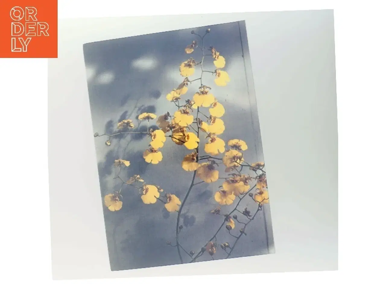 Billede 3 - Orkideer i alle farver (Bog)