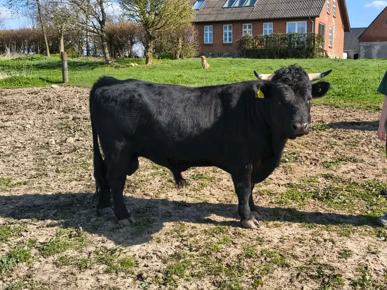 Billede 1 - Smukkeste Dexter tyr