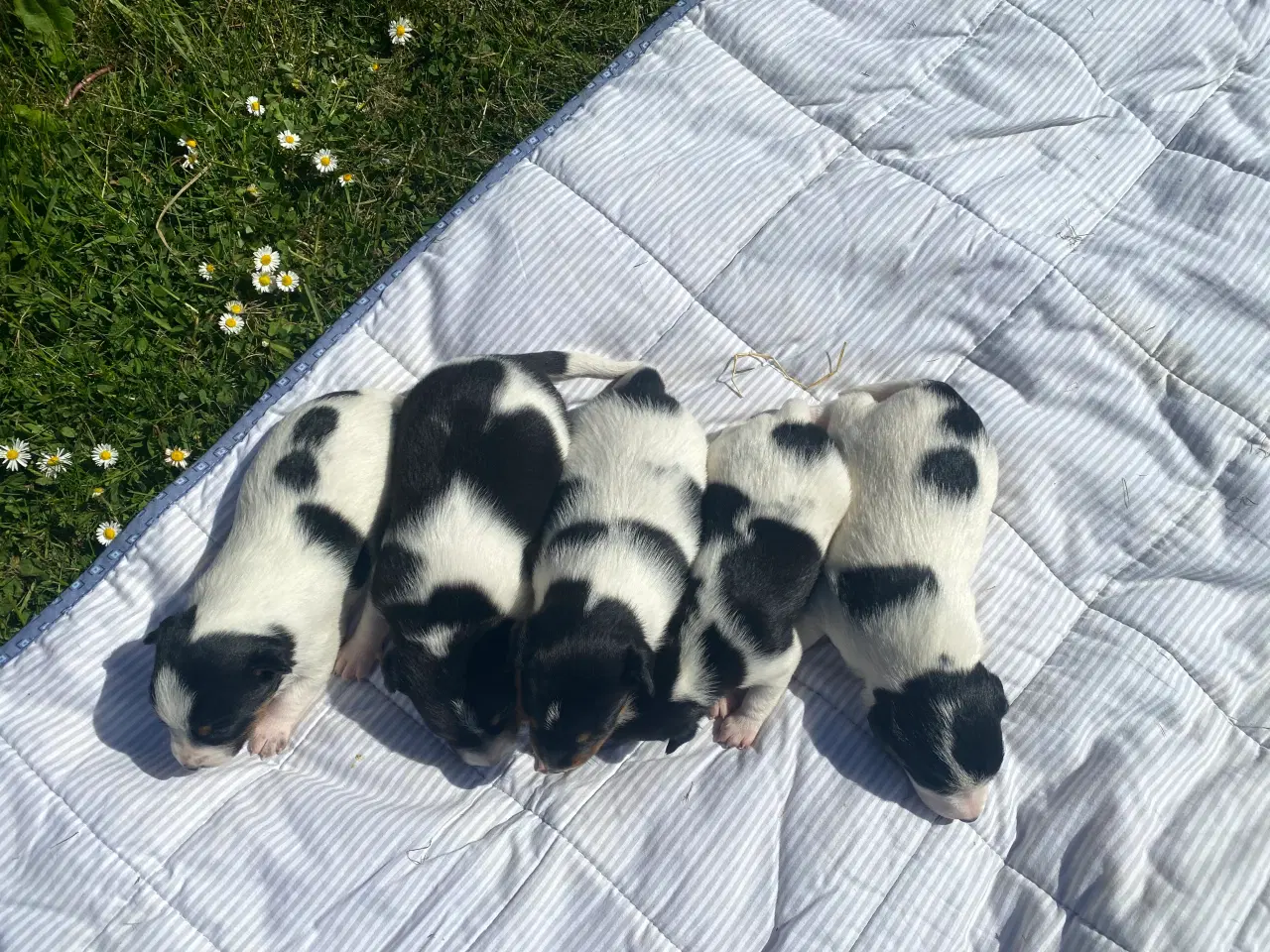 Billede 5 - Dansk-svensk gårdhund trefarvet