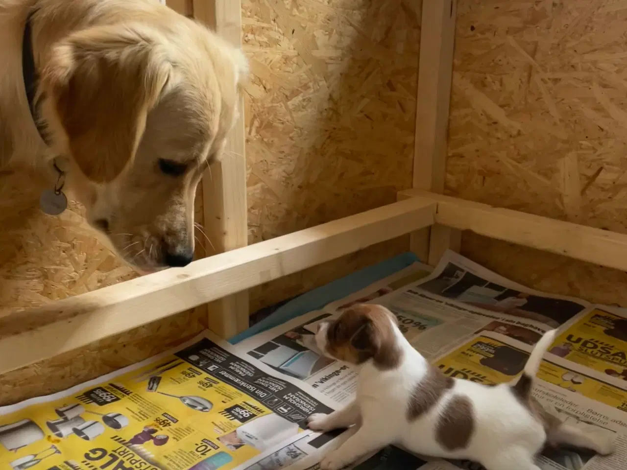 Billede 5 - Hvalpe til salg