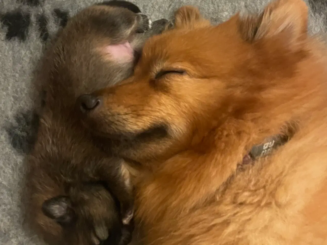 Billede 7 - Skønne Mittelspitz hvalpe søger nyt hjem