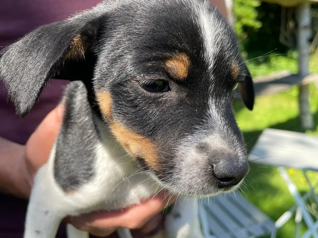 Billede 9 - Dansk svensk gårdhund hvalpe