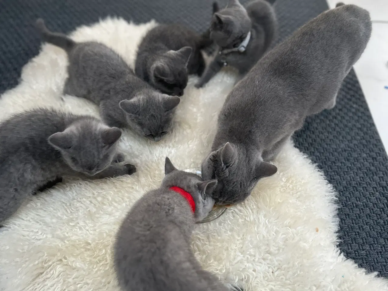 Billede 7 - ✨✨Salgsklare Blue British Shorthair killinger✨