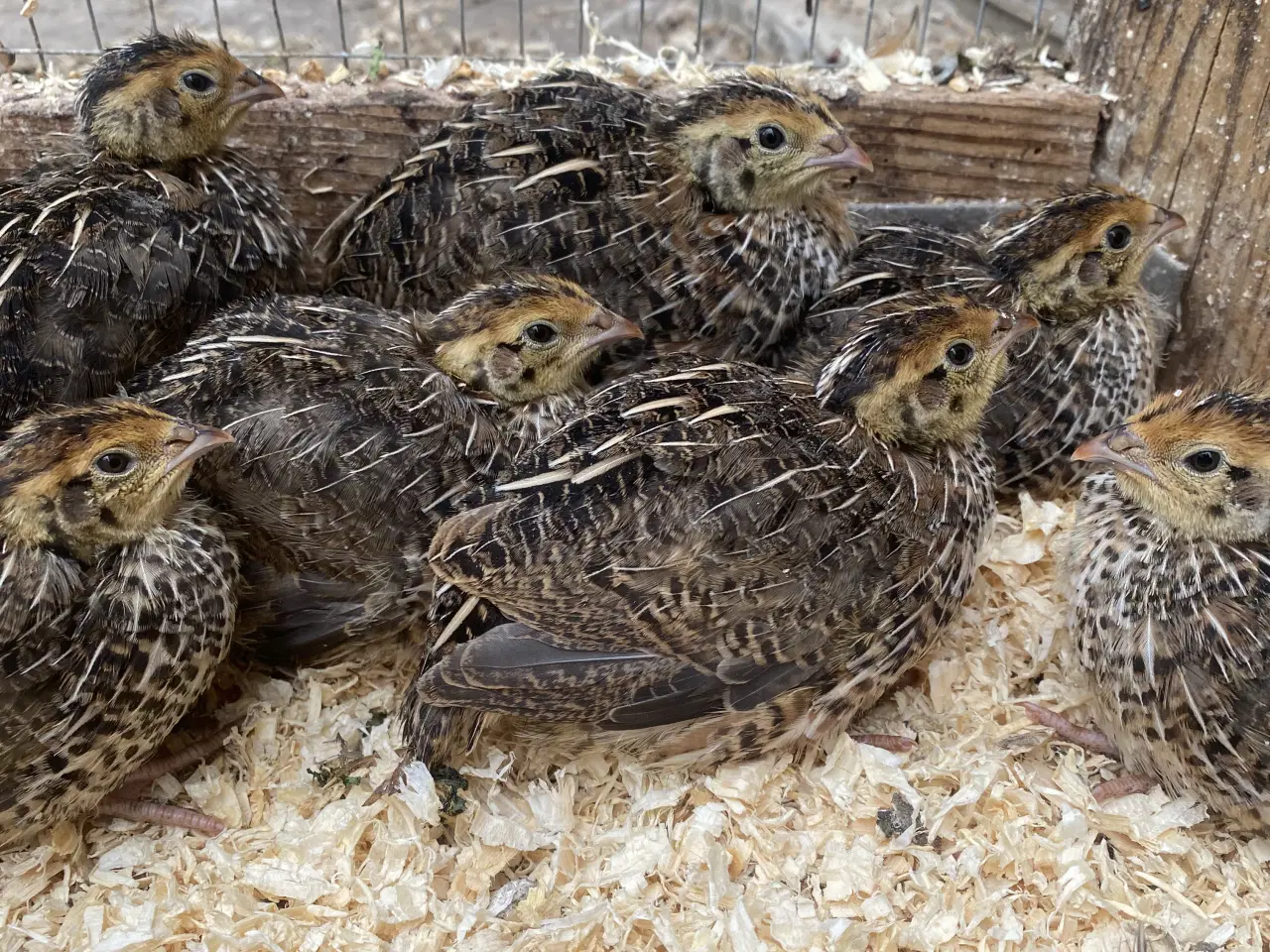 Billede 3 - Varmefri vagtler fra KUN 50kr/stk