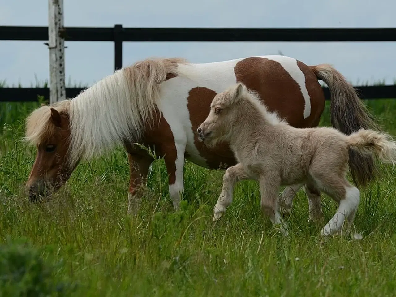 Billede 14 - Mini Shetlænder leases eller byttes i avlssæson 