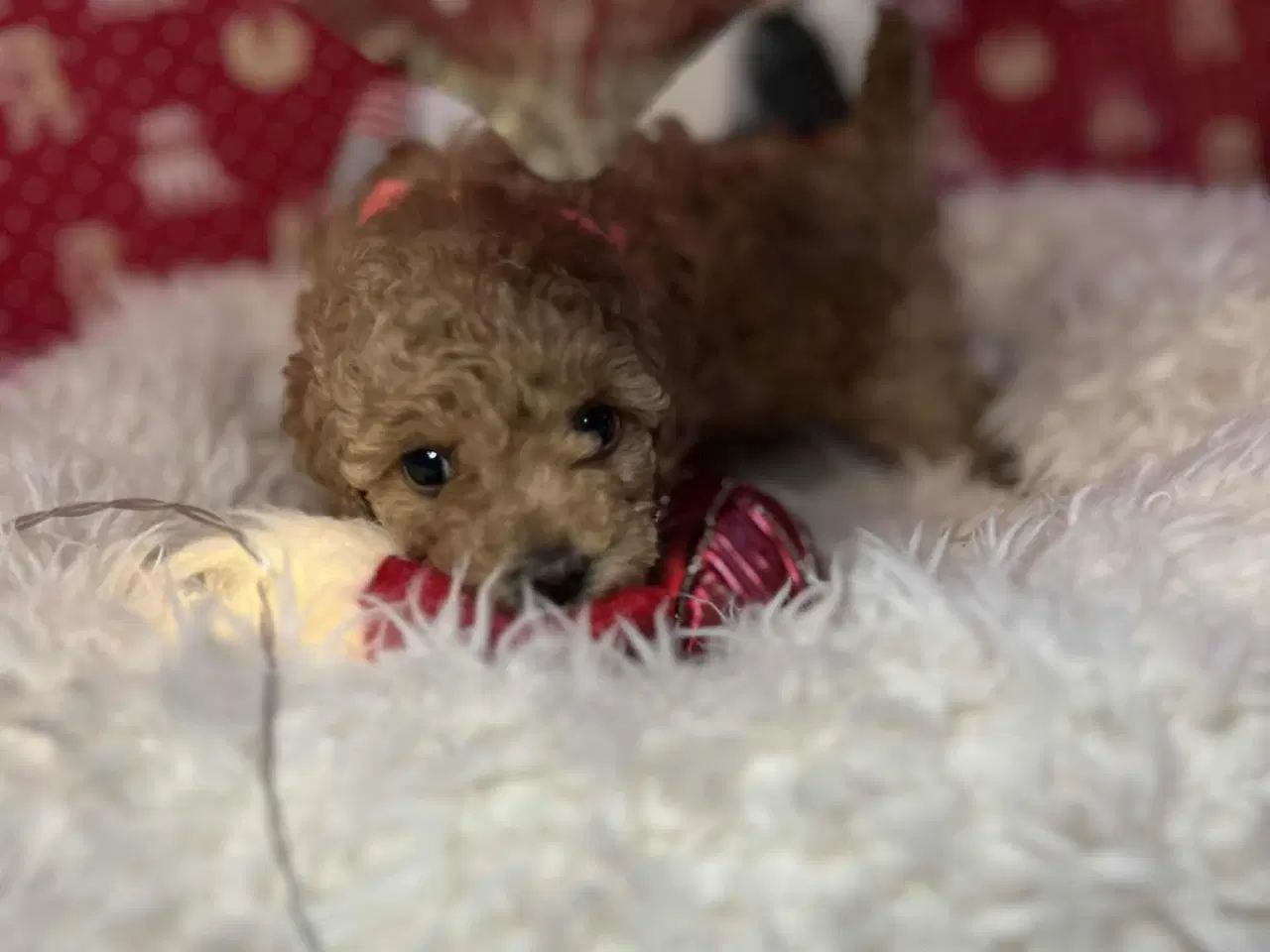 Billede 8 - Toy puddel tæve 