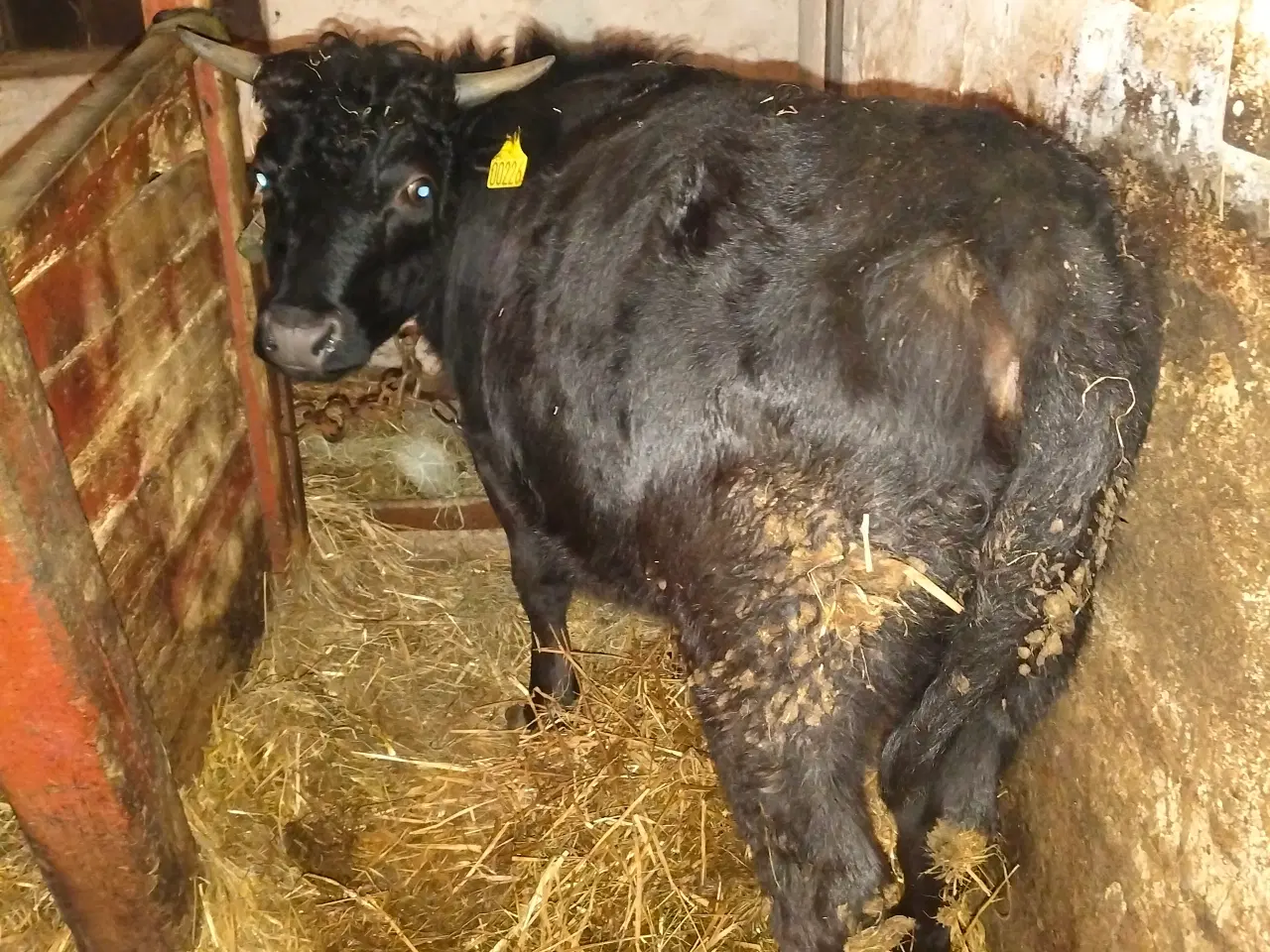 Billede 1 - Sort Dexter kvie