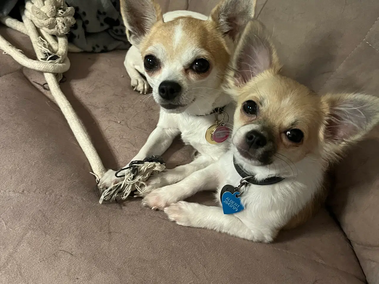 Billede 2 - 2 hygge hunde mor og søn