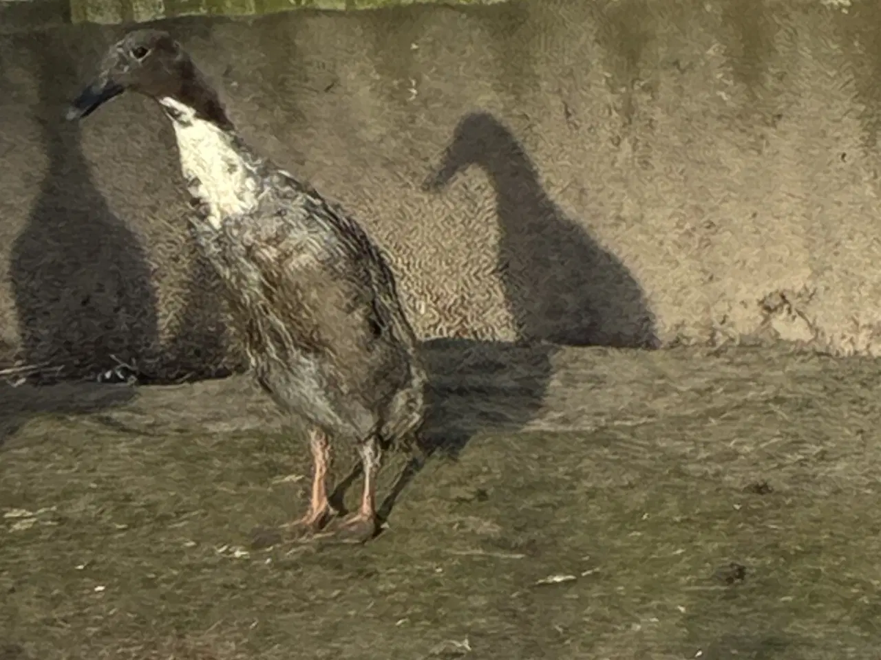 Billede 4 - Løbeænder 