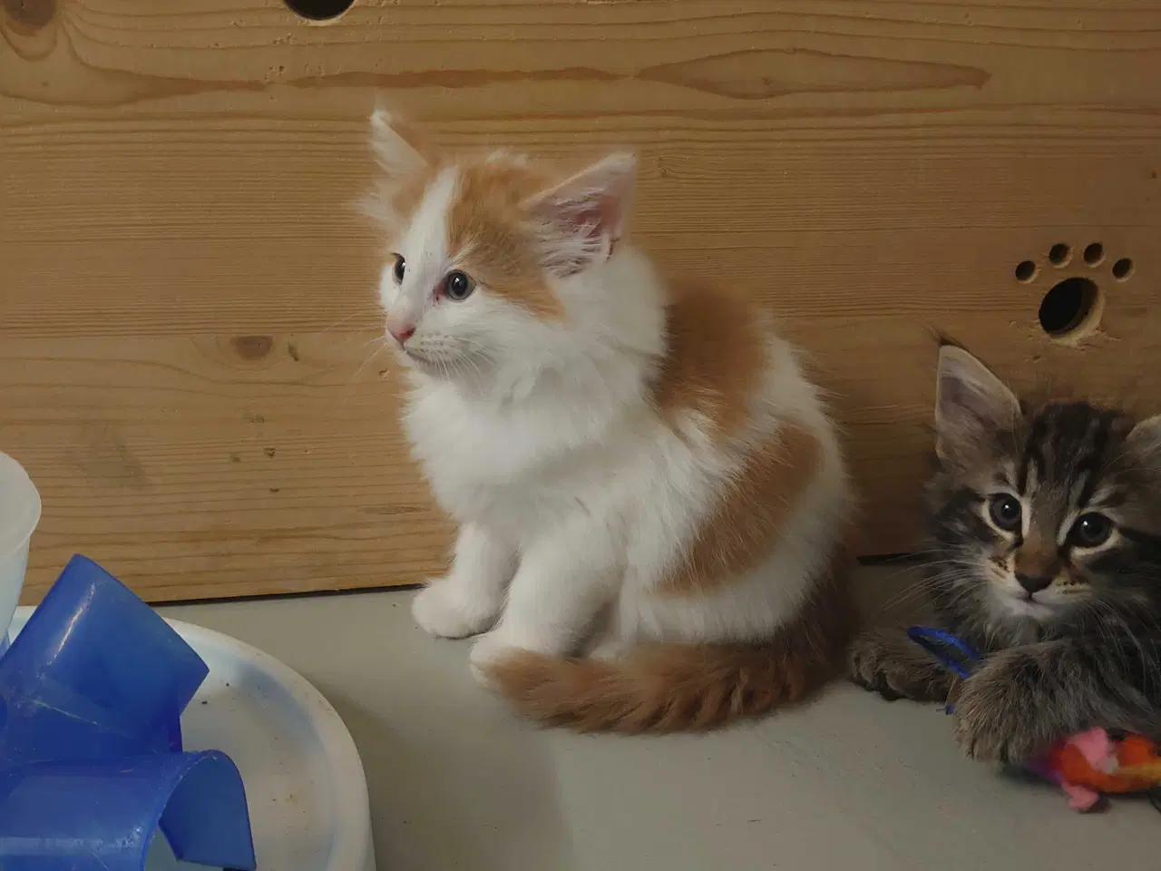 Billede 3 - Norsk skovkat