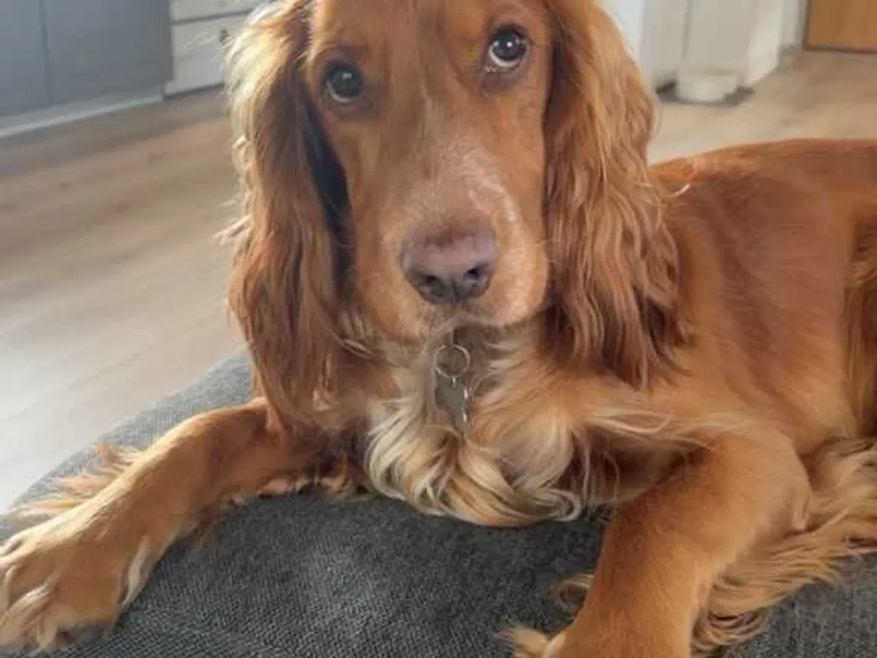 Billede 2 - Parring tilbydes af engelsk cocker spaniel 