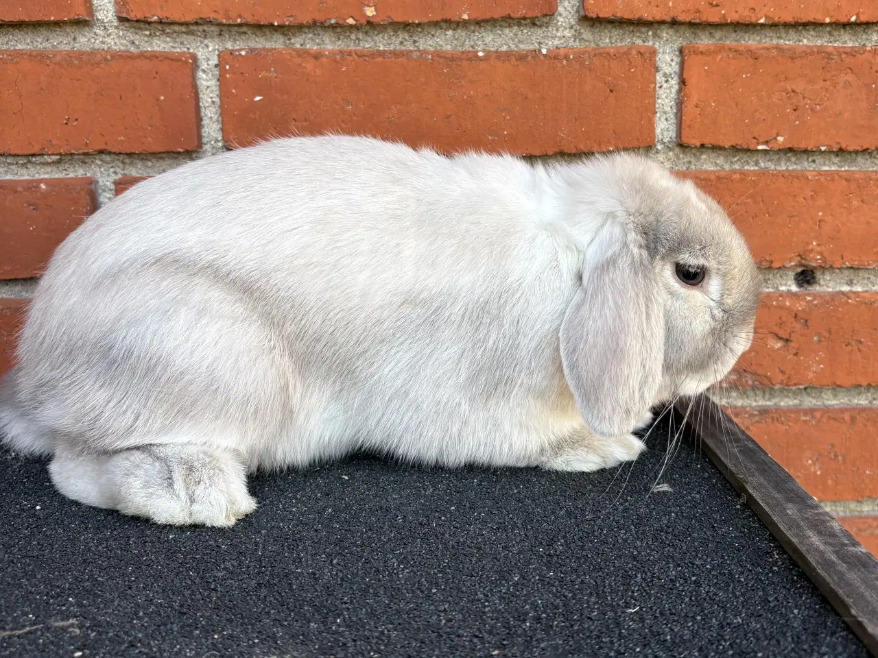 Billede 1 - HUN kanin 