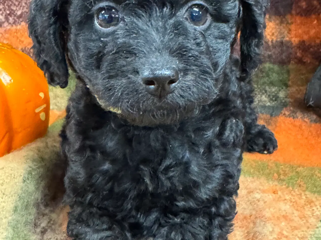Billede 5 - ✨🐾 Engelske Cockapoo hvalpe søger nye hjem 