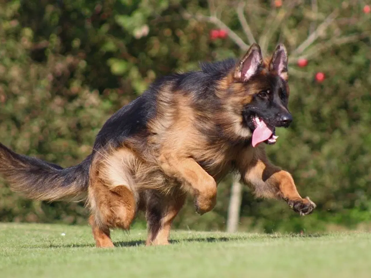 Billede 2 - Langhåret Schæferhund 