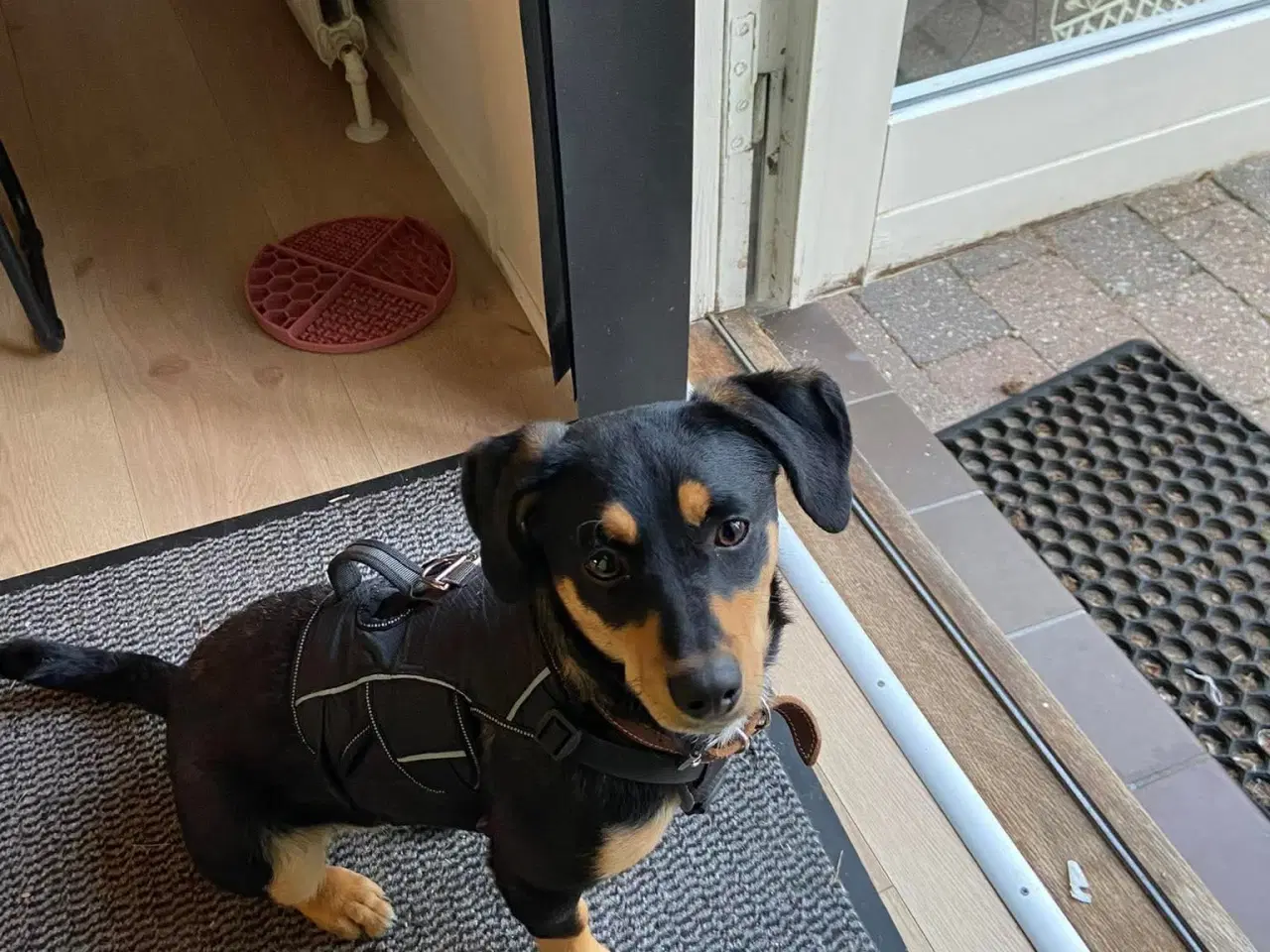 Billede 6 - Søde Erika til omplacering