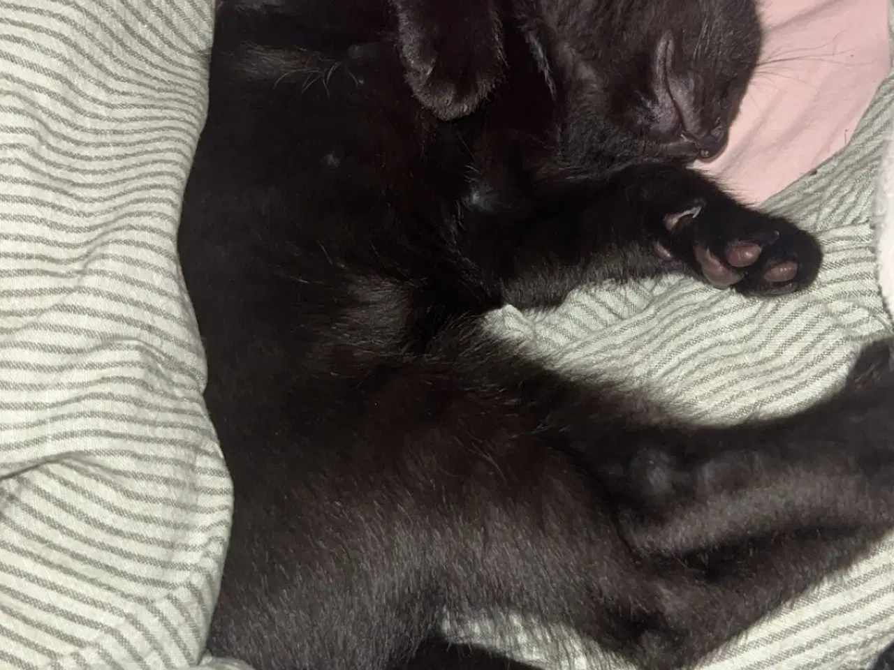 Billede 8 - Jeg skal sælge min kat da jeg ikk kan ha den mere