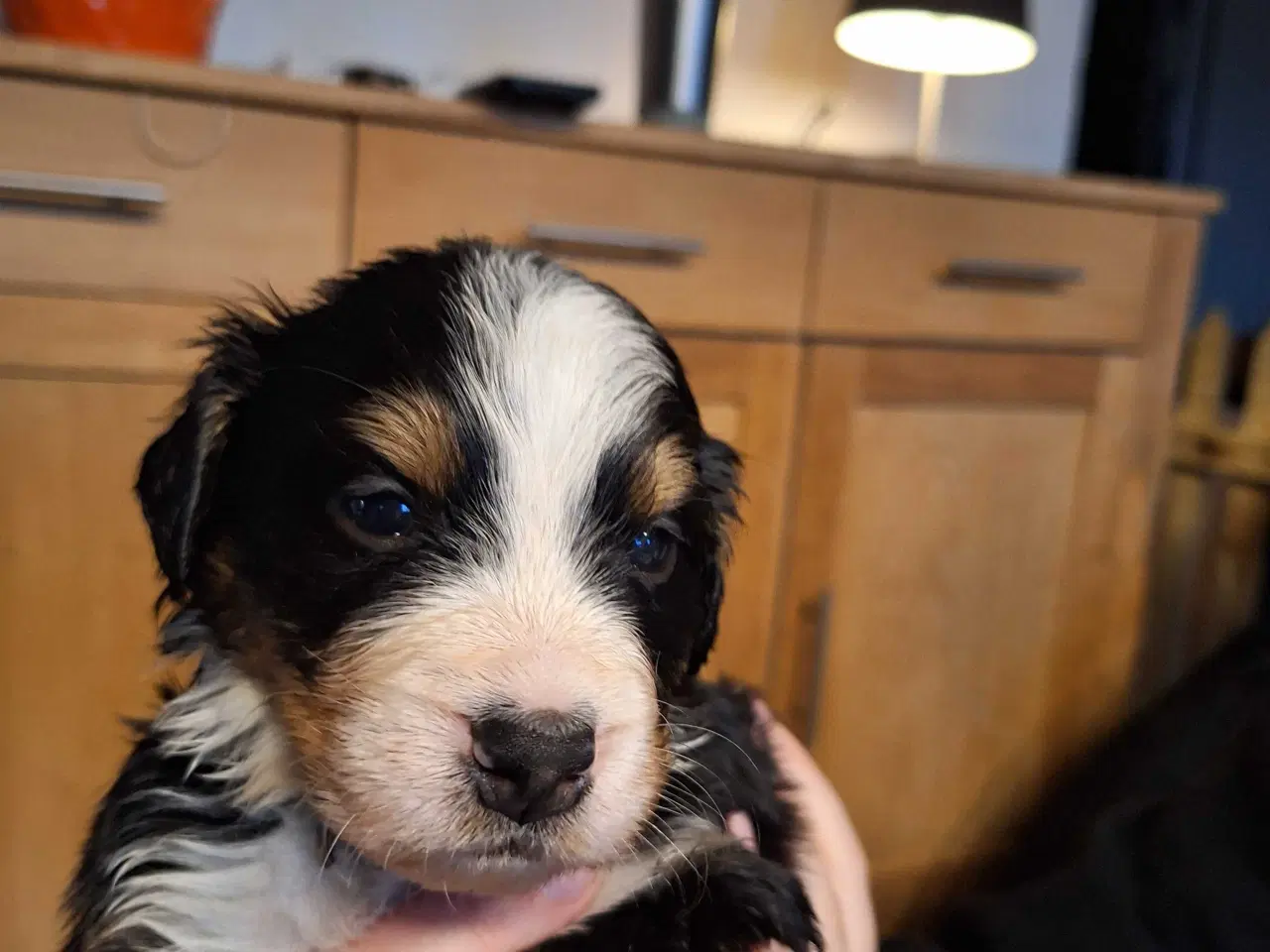 Billede 8 - Bernersenne hvalpe