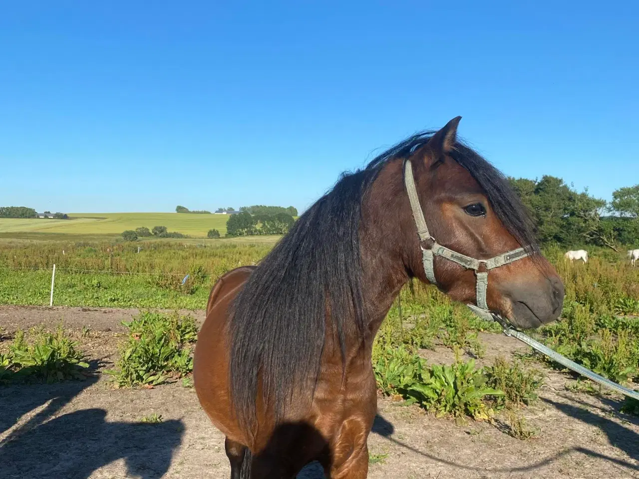 Billede 2 - Smuk og charmerende hingst søger nyt hjem