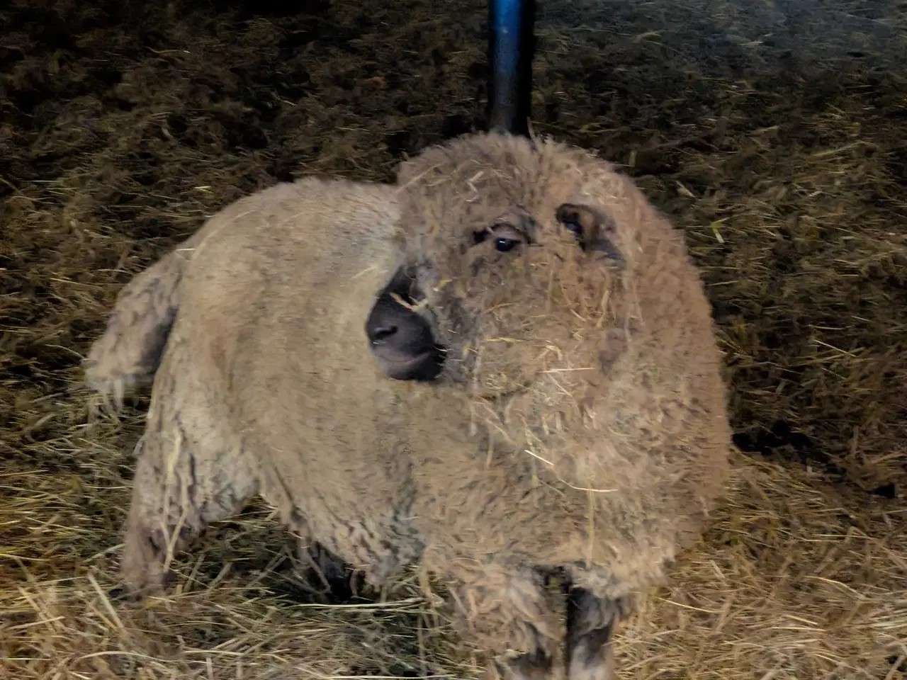 Billede 2 - Shropshire vædder, 1 år , M3