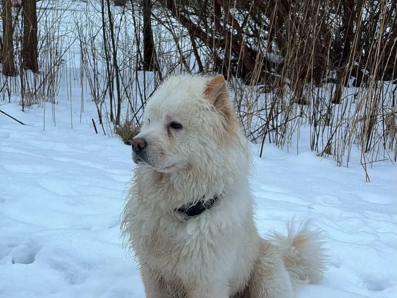 Billede 5 - Simba søger nyt kærligt hjem