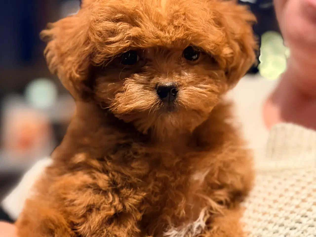 Billede 5 - Maltipoo