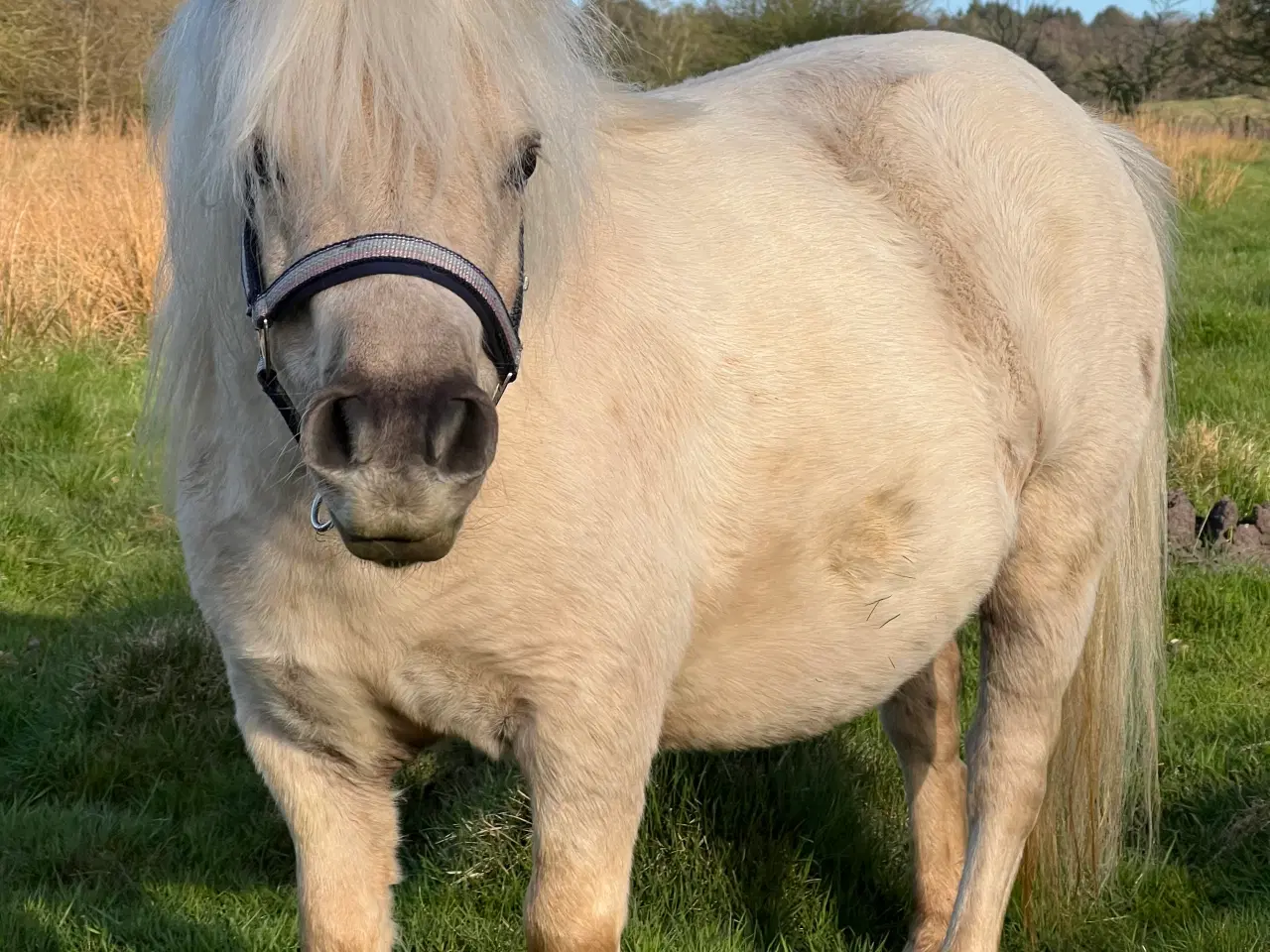 Billede 14 - Smuk Palomino Hoppe med føl 