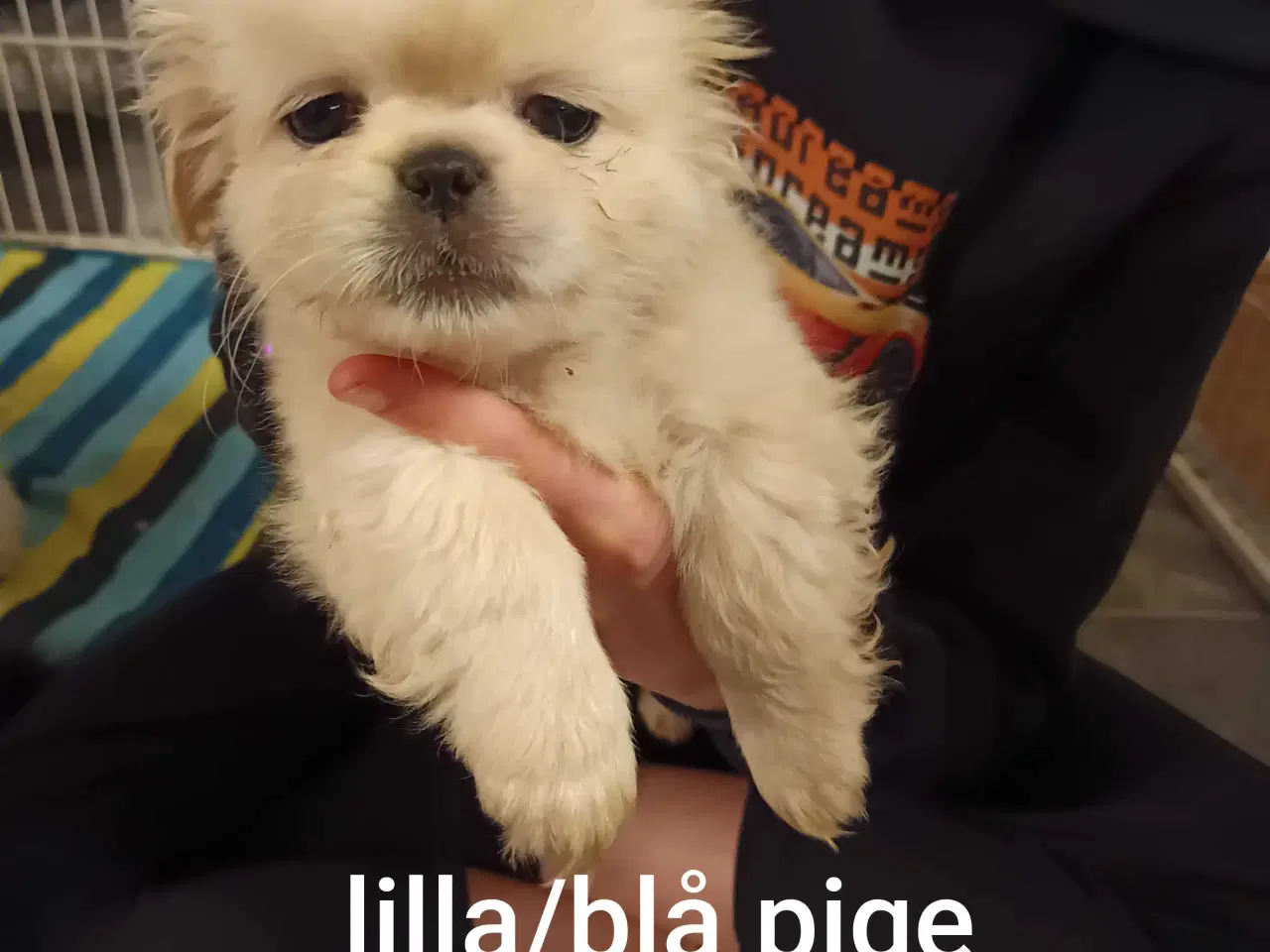 Billede 6 - Lækre hvapser 