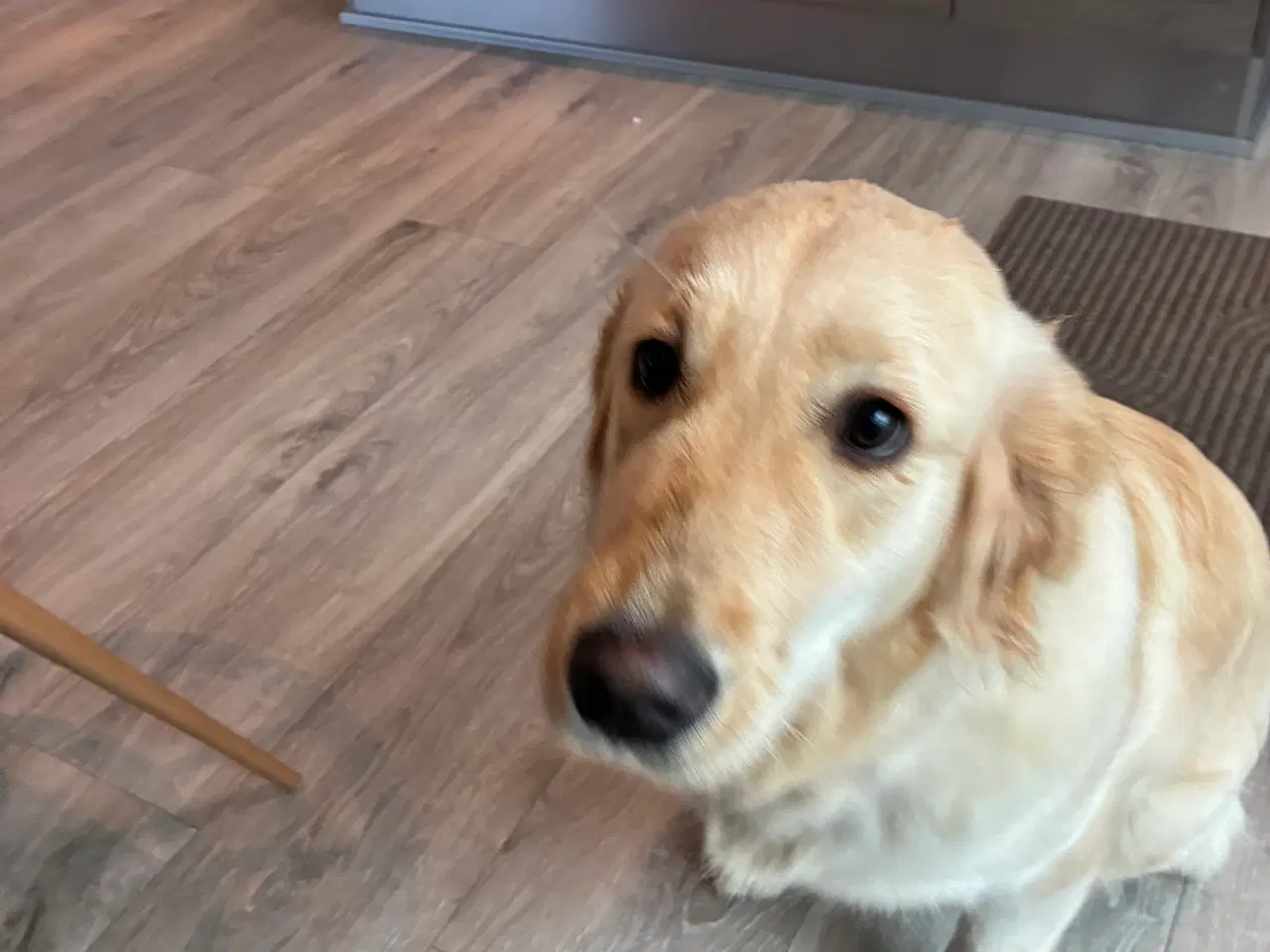 Billede 3 - Sød Golden Retriever på 9månder