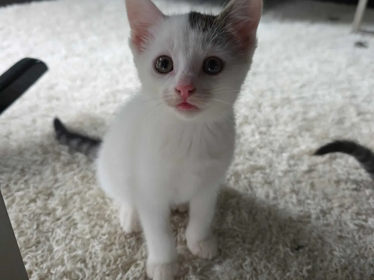 Billede 3 - Fræk og legesyg kattekilling