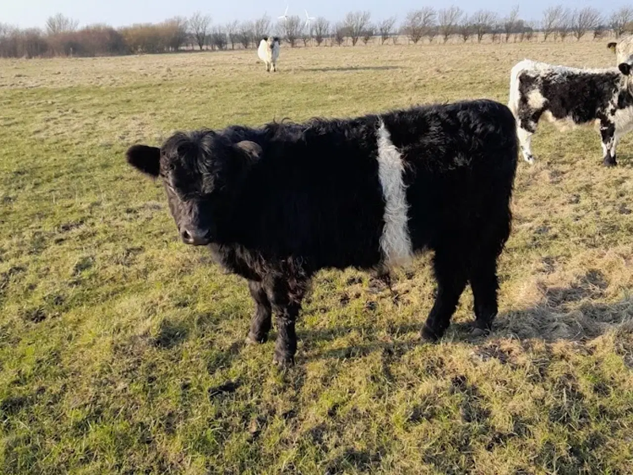 Billede 1 - Sort galloway ungtyr med smalt hvidt bælte