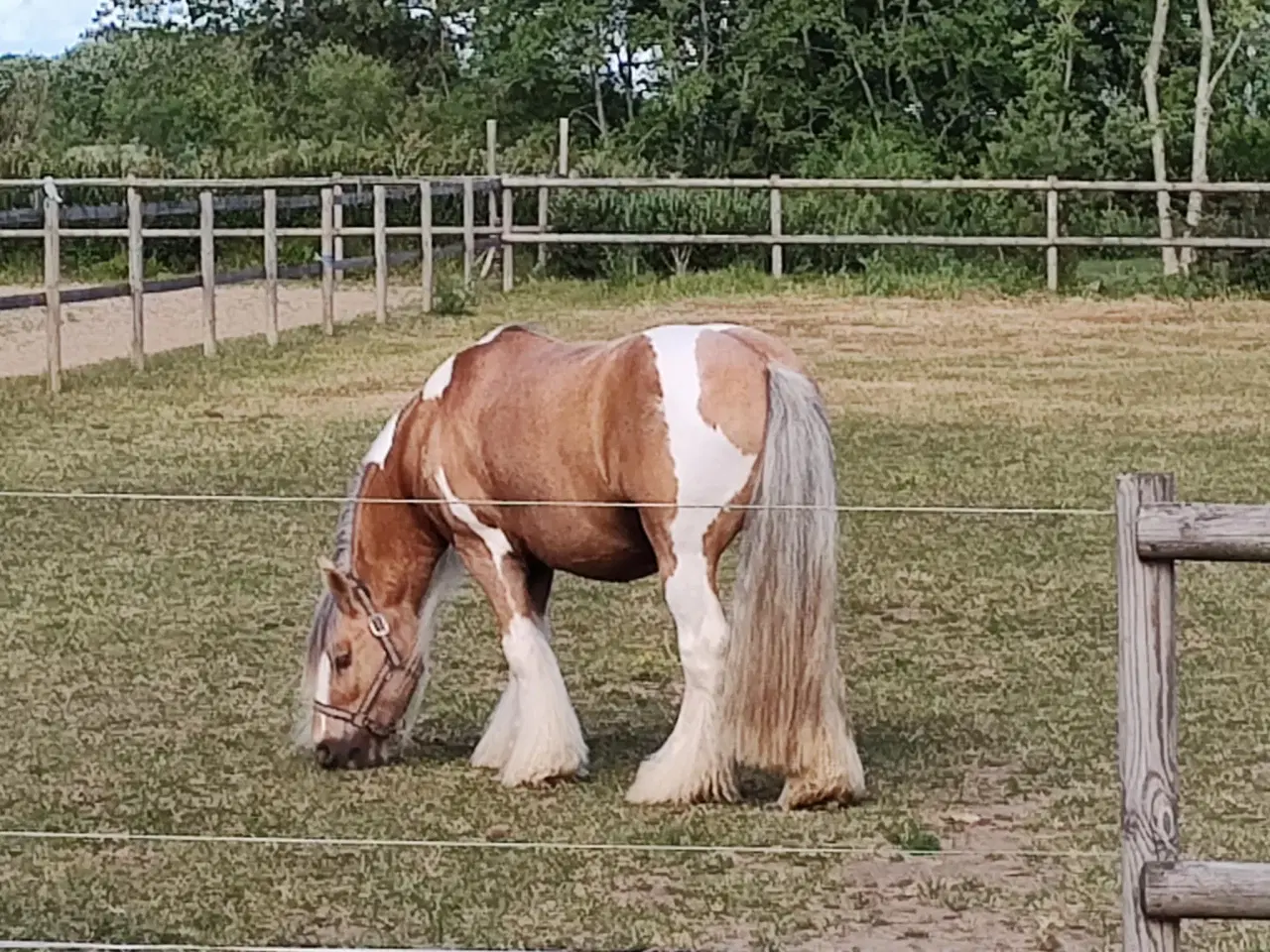 Billede 2 - Tinker/Irish cob