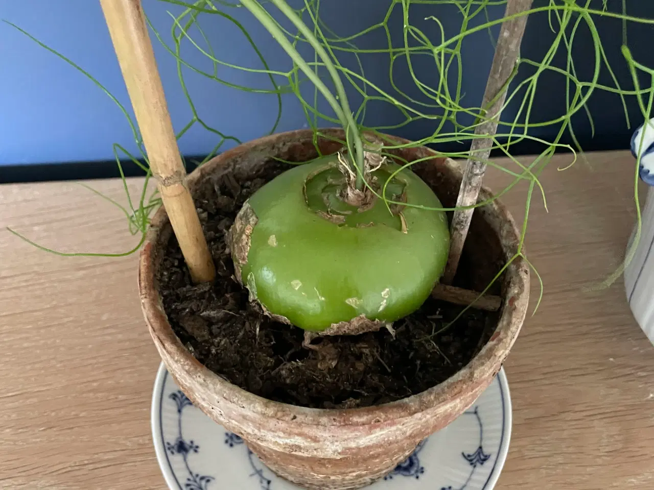 Billede 3 - Boweia volublis, hvidkål med aspagus