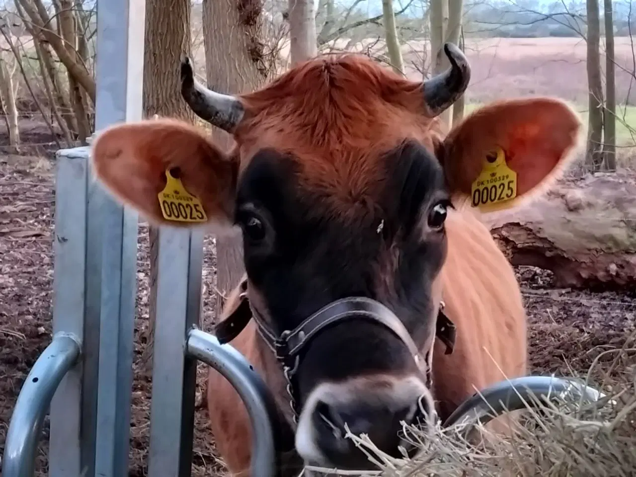 Billede 3 - Stambogsførte Jersey-køer fra lille "familie-gård"